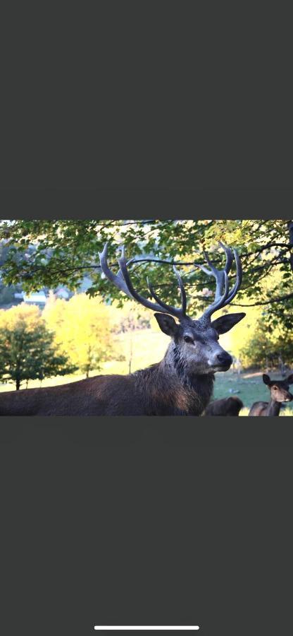 Gite De Montagne Au Pied Du Champ Du Feu ベルモン エクステリア 写真