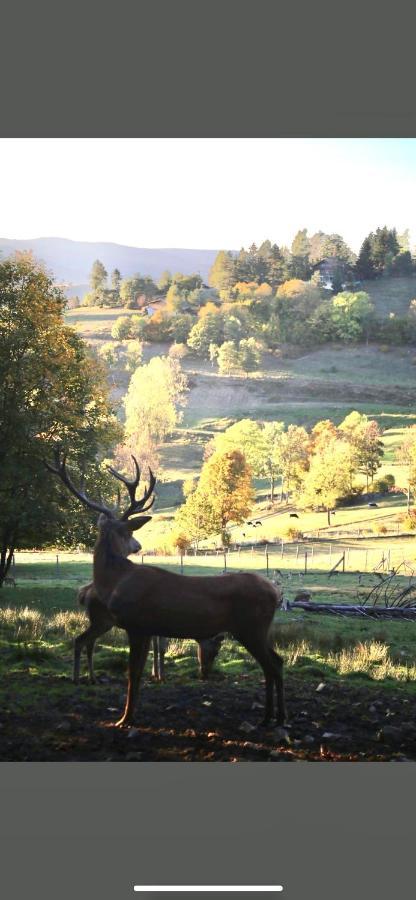 Gite De Montagne Au Pied Du Champ Du Feu ベルモン エクステリア 写真